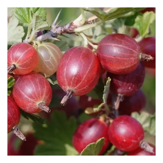 jardin-terroir.com - GROSEILLIERS A MAQUEREAU - Groseilliers, Options: 1 plant, Couleur(s): Rouge