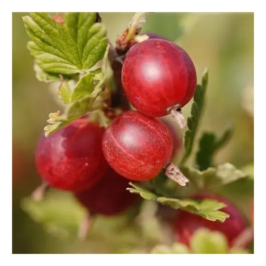 jardin-terroir.com - GROSEILLIERS A MAQUEREAU - Groseilliers, Options: 1 plant, Couleur(s): Rouge sans épine