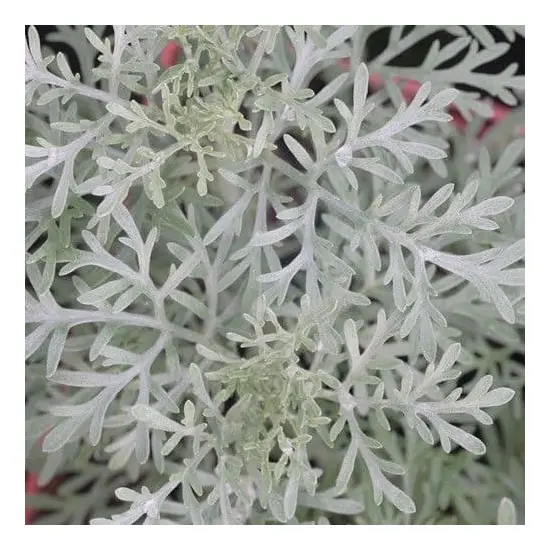 jardin-terroir.com - HELICRYSUM CURRY - Plante aromatique