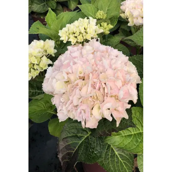jardin-terroir.com - Hortensia Rembrandt® 'Elegant Rosa' En pot de 5 litres - Hortensia, Volume Pot: En pot de 5 litres, Taille: 1