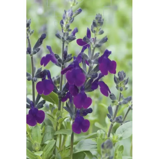 jardin-terroir.com - Sauge 'Violette de Loire' En pot de 3 litres - Sauge