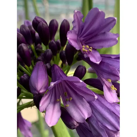 jardin-terroir.com - Agapanthe 'Poppin Purple' En pot de 3 litres - Agapanthe