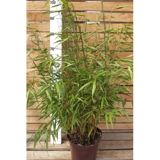 jardin-terroir.com - Bambou non traçant 'Asian Wonder' En pot de 5 litres - Bambou non traçant