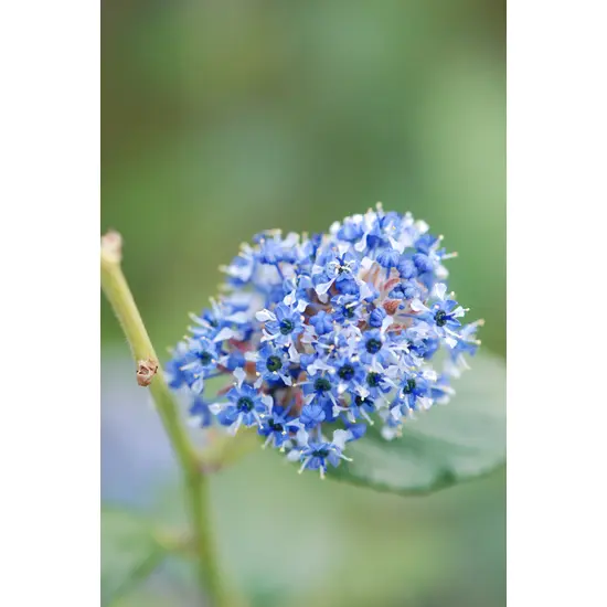 jardin-terroir.com - Lilas de Californie 'Trewithen blue' En pot de 3 litres - Ceanothes, Volume Pot: En pot de 3 litres, Taille: 2,5
