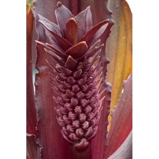 jardin-terroir.com - Plante ananas 'Sparkling Burgundy'® En pot de 3 litres - Vivaces
