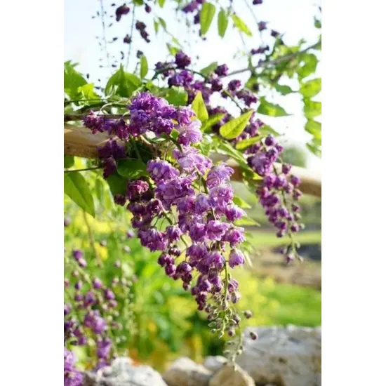 jardin-terroir.com - Glycine 'Violacea Plena' En pot de 3 litres - Plantes grimpantes