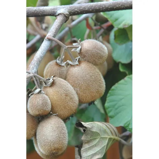 jardin-terroir.com - Kiwi autofertile 'Solissimo®' En pot de 1,5 litres - , Volume Pot: En pot de 1,5 litres