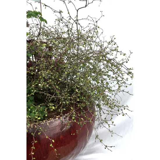 jardin-terroir.com - Muehlenbeckia astonii En pot de 3 litres - Vivaces couvre-sol sans entretien