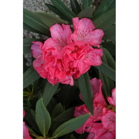 jardin-terroir.com - Rhododendron 'Ana' En pot de 5 litres - Rhododendron