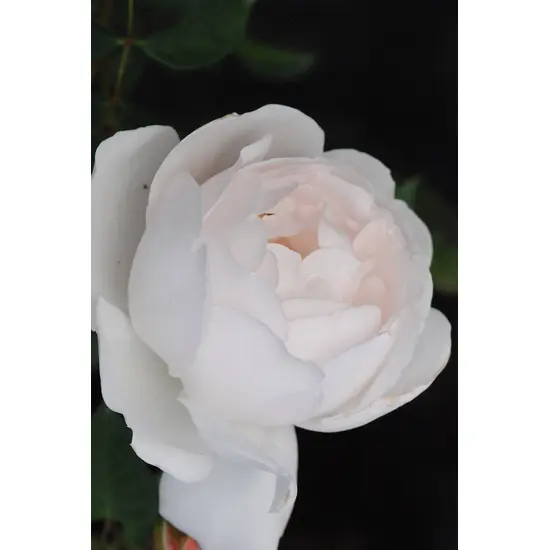 jardin-terroir.com - Rosier David Austin 'Desdemona'® En pot de 5 litres - Rosiers