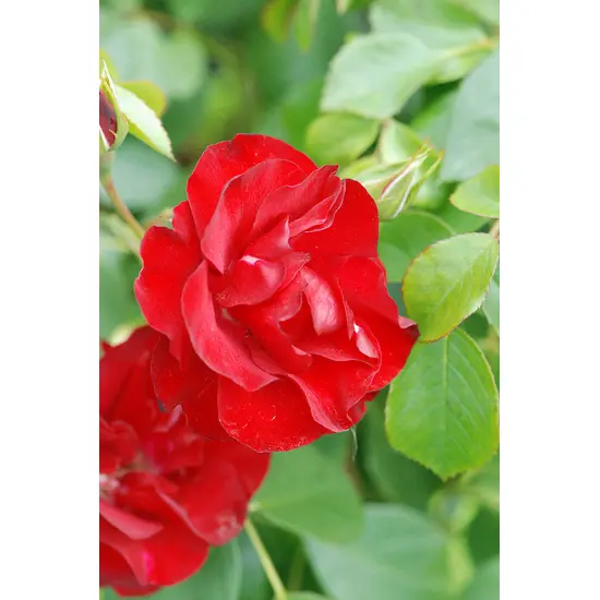 jardin-terroir.com - Rosier Kordès® 'Black Forest Rose®' En pot de 4 litres - Rosiers