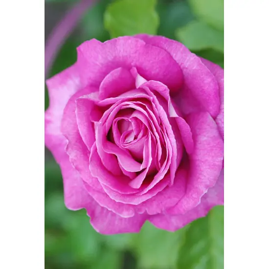 jardin-terroir.com - Rosier Parfuma 'Catherine de Medicis'® En pot de 4 litres - Rosiers