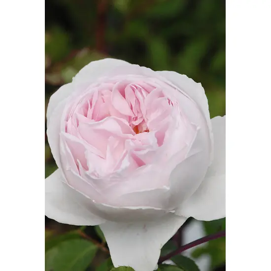 jardin-terroir.com - Rosier Parfuma 'La belle Rouet'® En pot de 4 litres - Rosiers