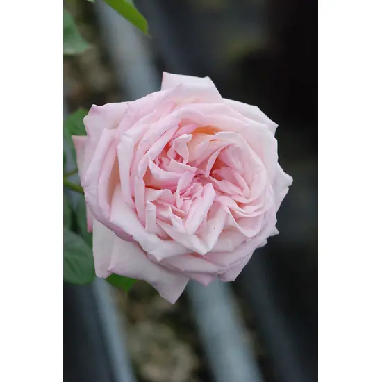 jardin-terroir.com - Rosier Parfuma 'Madame de la Valliere'® En pot de 4 litres - Rosiers