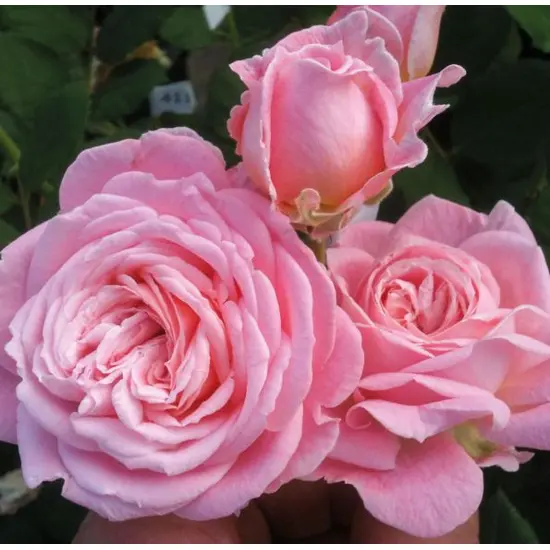 jardin-terroir.com - Rosier Parfuma 'Madame de Maintenon'® En pot de 4 litres - Rosiers