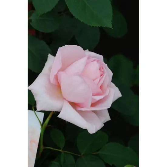 jardin-terroir.com - Rosier 'Ville de Fontenay aux roses'® En pot de 5 litres - Rosier rose