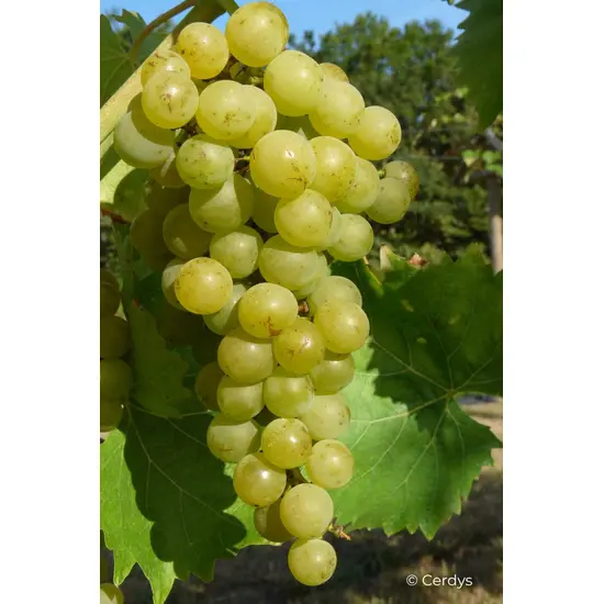 jardin-terroir.com - Vigne Muscat blanc 'Bristaler Muscat' En pot de 1,5 litres - , Volume Pot: En pot de 1,5 litres, Taille: 7