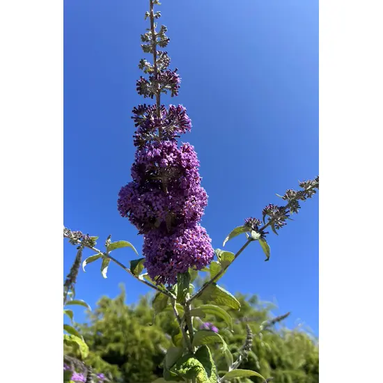 jardin-terroir.com - Arbre aux papillons ' Miss Violet' En pot de 5 litres - Arbustes