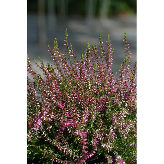 jardin-terroir.com - Bruyère d'été 'Marlies' En pot de 3 litres - Bruyère d'été, Taille: 0.40, Volume Pot: En pot de 1 litre