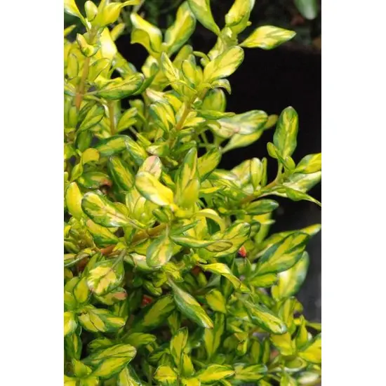 jardin-terroir.com - Coprosma 'Lemon Lime' sur tige En pot de 3 litres - Arbustes