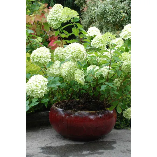 jardin-terroir.com - Hortensia 'Limelight®' En pot de 5 litres - Hortensia, Volume Pot: En pot de 5 litres, Taille: 1.20