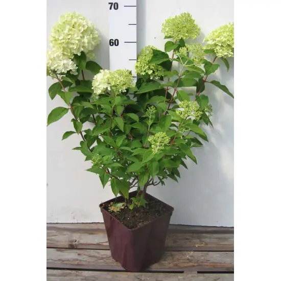jardin-terroir.com - Hortensia 'Limelight®' En pot de 5 litres - Hortensia, Volume Pot: En pot de 3 litres, Taille: 1.20