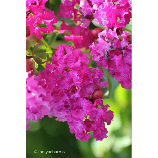 jardin-terroir.com - Lilas des Indes 'Violet d'été'® En pot de 3 litres - Arbustes