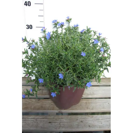 jardin-terroir.com - Lithodora 'Heavenly Blue' En pot de 3 litres - Fleurs bleues