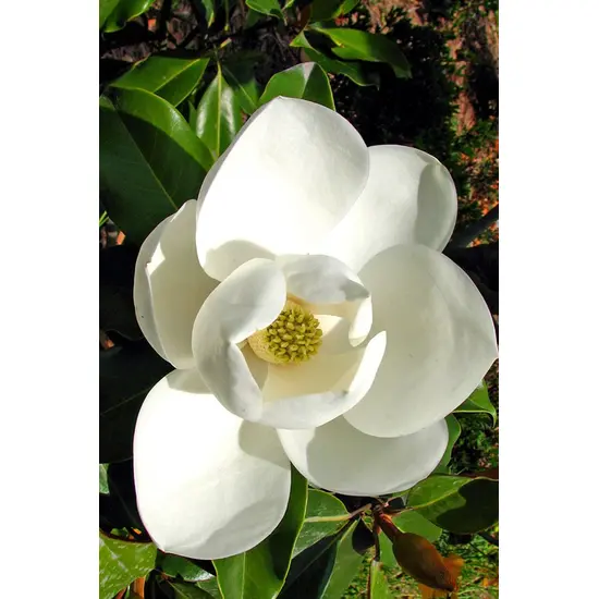 jardin-terroir.com - Magnolia persistant 'Kay Parris' En pot de 3 litres - Magnolia grandiflora