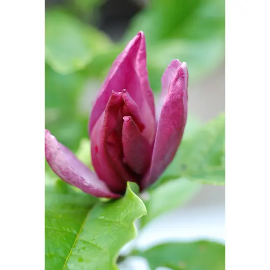 jardin-terroir.com - Magnolia liliflora 'Nigra' En pot de 3 litres - Magnolia, Volume Pot: En pot de 3 litres, Taille: 1.80