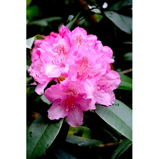jardin-terroir.com - Rhododendron 'Eucharistis' En pot de 5 litres - Rhododendron