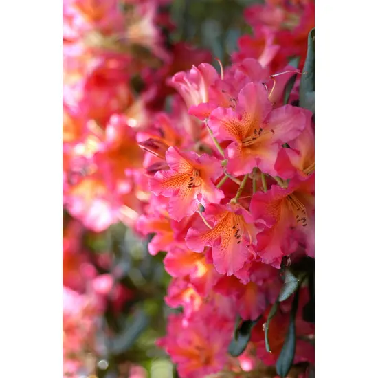 jardin-terroir.com - Rhododendron 'Scyphocalix' En pot de 5 litres - Rhododendron