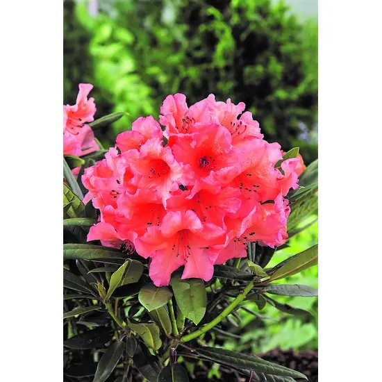 jardin-terroir.com - Rhododendron 'Tortoiseshell Orange' En pot de 5 litres - Rhododendron