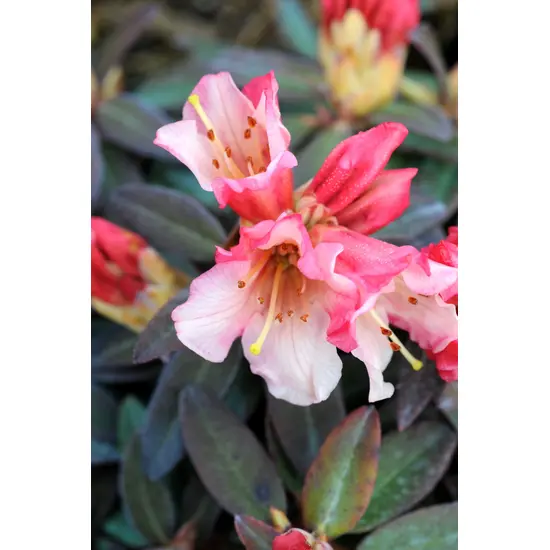 jardin-terroir.com - Rhododendron 'Wee Bee' En pot de 4 litres - Rhododendron