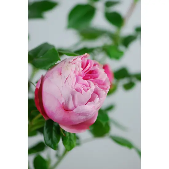 jardin-terroir.com - Rosier 'L'Alhambra'® En pot de 5 litres - Rosier rose