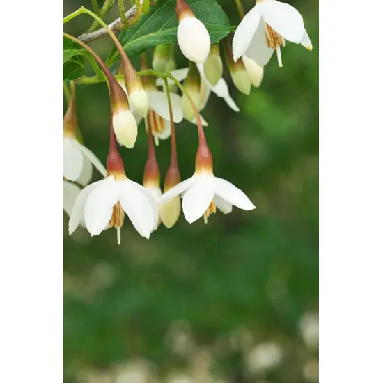 jardin-terroir.com - Styrax japonicus 'Fragrant foutain' En pot de 5 litres - Arbustes