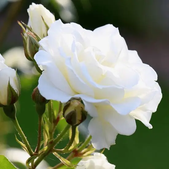 jardin-terroir.com - Rosier arbustif Jeanne Moreau® 'Meidiaphaz' Conditionnement - Motte, Conditionnement: Motte