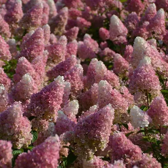 jardin-terroir.com - Hortensia paniculata Vanille Fraise® 'Renhy' Conditionnement - Pot de 4L - 40/60 cm, Conditionnement: Pot de 4L - 40/60 cm