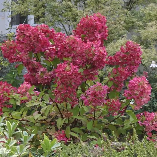 jardin-terroir.com - Hortensia paniculata Diamant Rouge® 'Rendia' Conditionnement - Pot de 7,5L - 60/80 cm, Conditionnement: Pot de 7,5L - 60/80 cm
