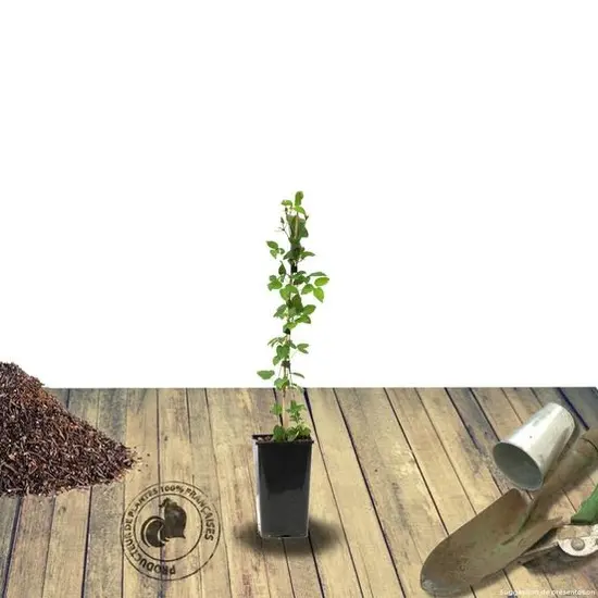 jardin-terroir.com - Clématite Miss Bateman Conditionnement - Pot de 1,5L - Tuteur bambou 30/60 cm, Conditionnement: Pot de 1,5L - Tuteur bambou 30/60 cm