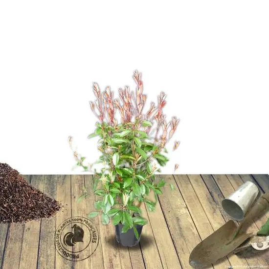 jardin-terroir.com - Photinia x fraseri Carré Rouge Conditionnement - Pot de 5L - 40/60 cm, Conditionnement: Pot de 5L - 40/60 cm
