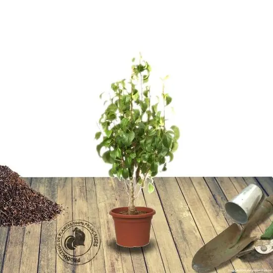 jardin-terroir.com - Poirier nain communis Garden Pearl® 'Pyvert' Conditionnement - Pot de 6L - 40/60 cm