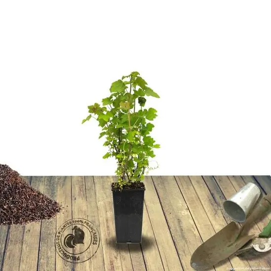 jardin-terroir.com - Cassis nigrum Titania Conditionnement - Pot de 3L - 40/60 cm, Conditionnement: Pot de 3L - 40/60 cm