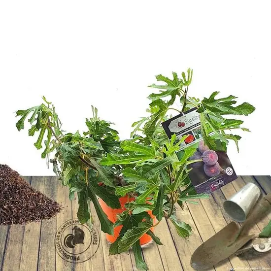 jardin-terroir.com - Figuier carica Figality® Conditionnement - Pot de 5L - 40/60 cm, Conditionnement: Pot de 5L - 40/60 cm