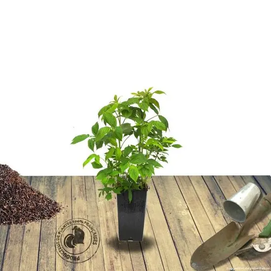 jardin-terroir.com - Framboisier idaeus Goodasgold® Conditionnement - Pot de 3L - Touffe, Conditionnement: Pot de 3L - Touffe