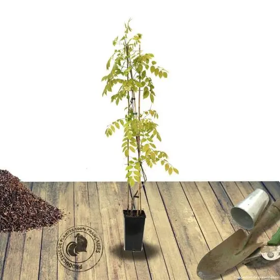jardin-terroir.com - Glycine du Japon floribunda Domino Conditionnement - Pot de 3L - Echelle bambou 60/120 cm