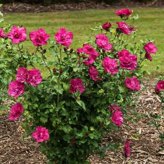 jardin-terroir.com - Hibiscus syriacus Magenta Chiffon® 'Rwoods5' Conditionnement - Pot de 10L - 80/120 cm
