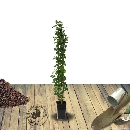 jardin-terroir.com - Mûre fruticosus Black Satin BIO Conditionnement - Pot de 3L - AB