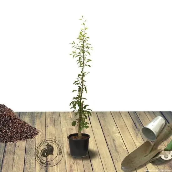 jardin-terroir.com - Pommier colonnaire pumila Bellerina® Bolero Conditionnement - Pot de 6L - 40/60 cm