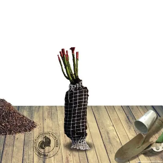 jardin-terroir.com - Rosier arbustif Black Baccara® 'Meidebenne' Conditionnement - Motte, Conditionnement: Motte